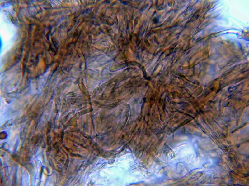 Agaricus candussoi 10 - Suprapellis agua-003